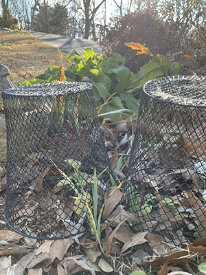Black waste bins turned upsidedown in a garden to protect new plants