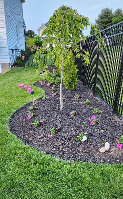Newly planted petunias under a tree