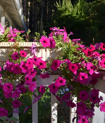 Petunia blooms grow throughout a fence