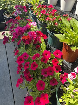 Red-bloomed plants in outdoor containers