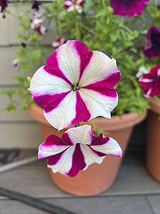 Red and white pinwheel-striped flower