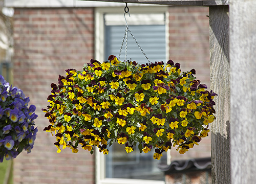 A hanging basket of colourful wave pansies in front of a home's brick exterior.