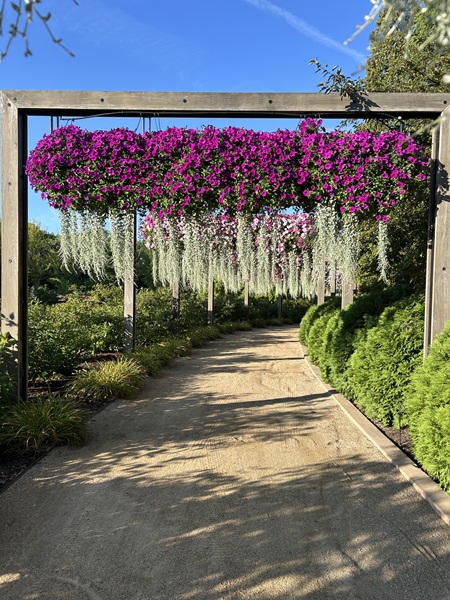 Outdoor skyframes featuring Wave Petunias and Silver Fall Dichondra