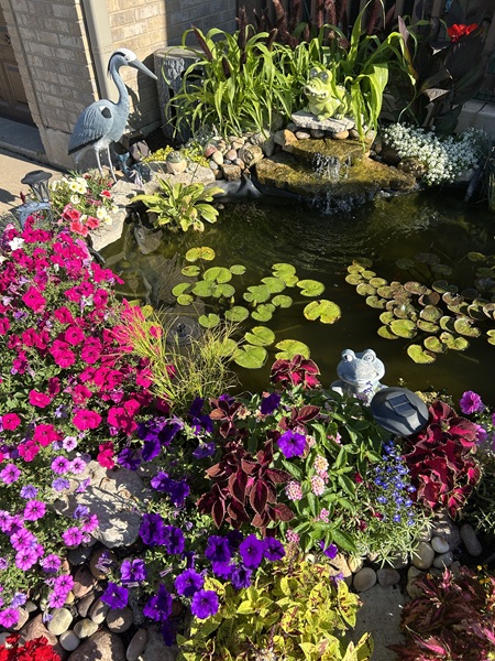 Koi pond featuring Wave Petunias