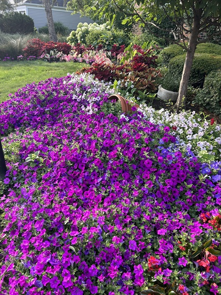 Landscape featuring Wave Petunias overflowing out of a flower pot