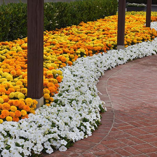 E3 Easy Wave® White Landscape
