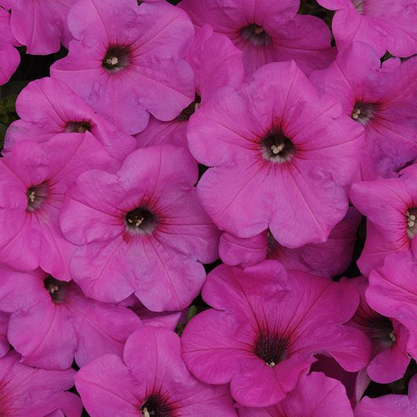 Easy Wave Neon Rose