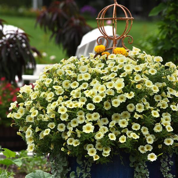 E3 Easy Wave® Yellow Container 1