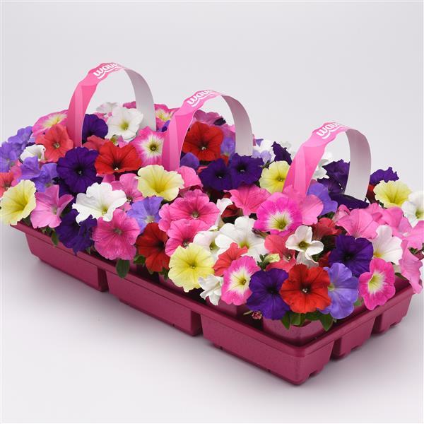 E3 Easy Wave® Formula Mixture Improved Pot