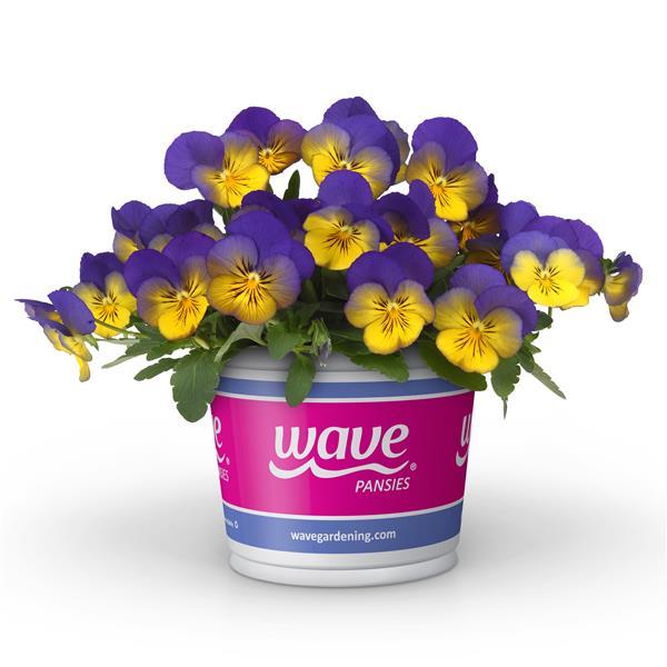 Cool Wave® Morpho Pot