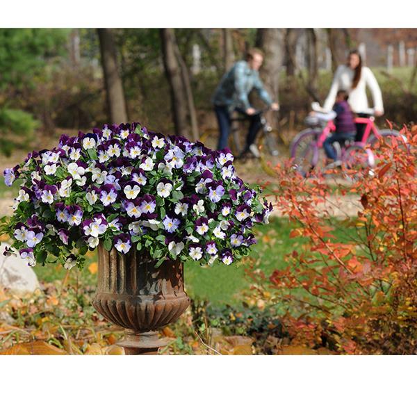 Cool Wave® Violet Wing Container 1