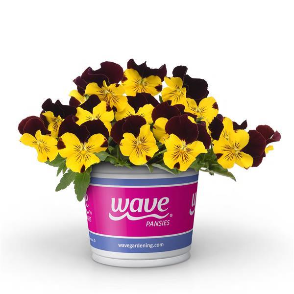 Cool Wave® Sunshine 'N Wine Pot