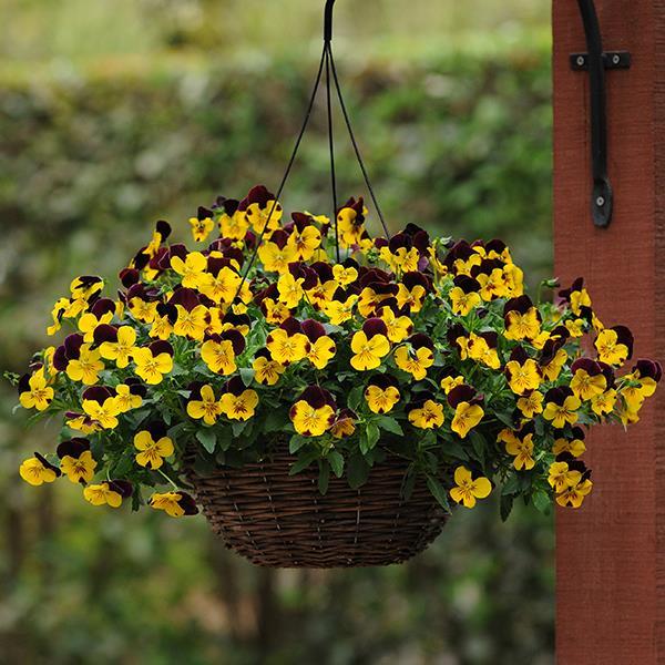 Cool Wave® Red Wing Container 2