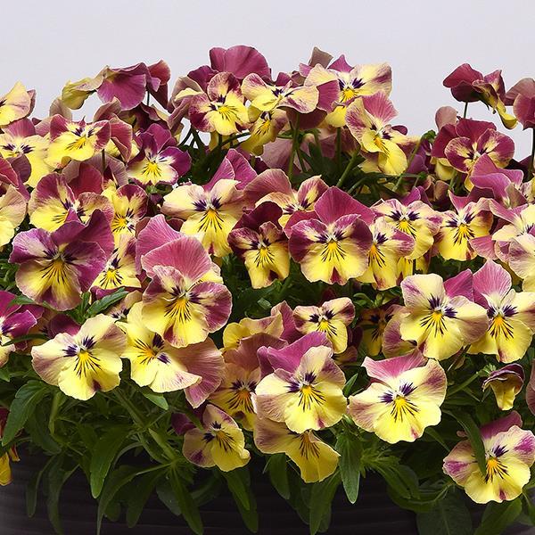 Cool Wave® Strawberry Swirl Landscape