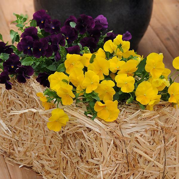 Cool Wave® Golden Yellow Project