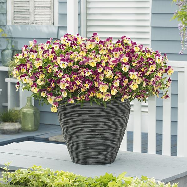 Cool Wave® Strawberry Swirl Container 1