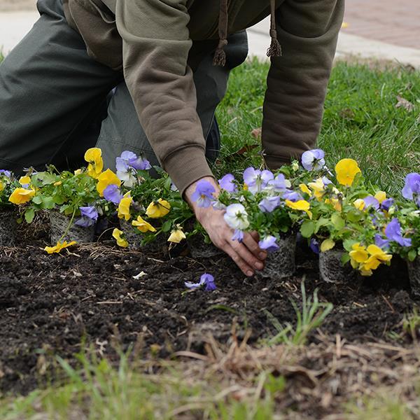 Cool Wave® Blue Skies Landscape