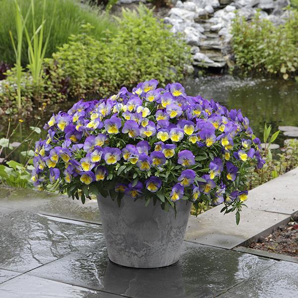 Cool Wave® Morpho Container 2