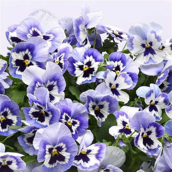 Top Wave™ Marina Landscape