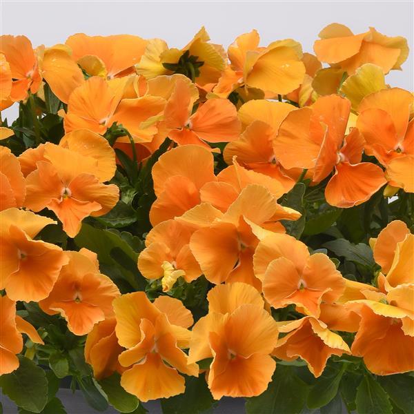 Top Wave™ Orange Landscape