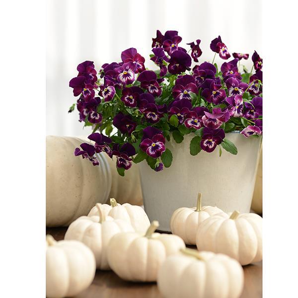 Cool Wave® Raspberry Container 1