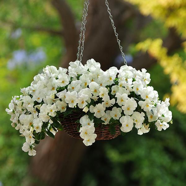 Cool Wave® White Container 1