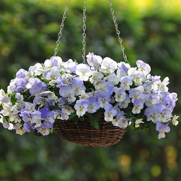 Cool Wave® Frost Container 1