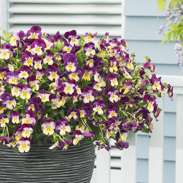 Cool Wave® Raspberry Swirl Container 1