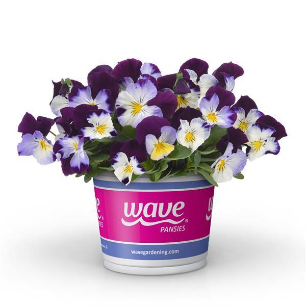 Cool Wave® Violet Wing Pot