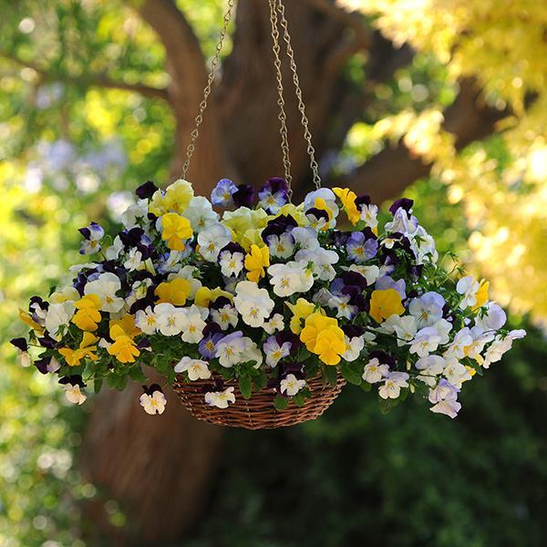 Cool Wave® Mixture Container 2