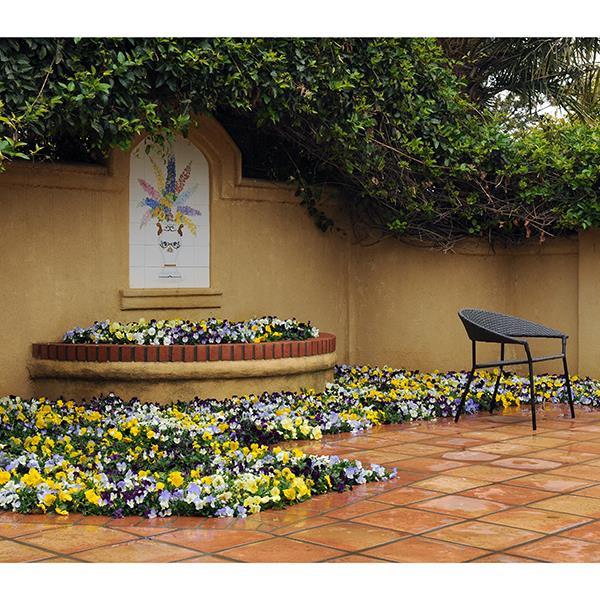 Cool Wave® Mixture Landscape