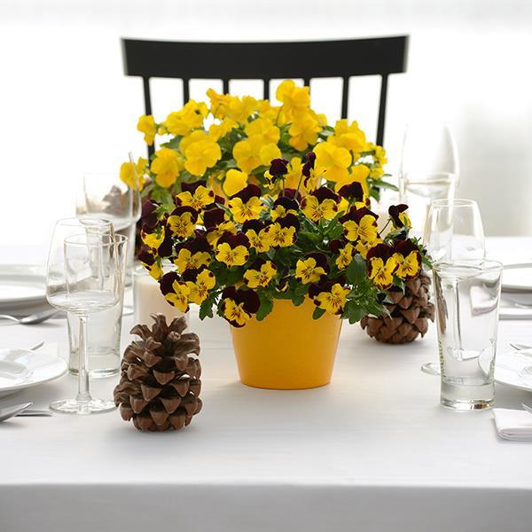 Cool Wave® Sunshine 'N Wine Project