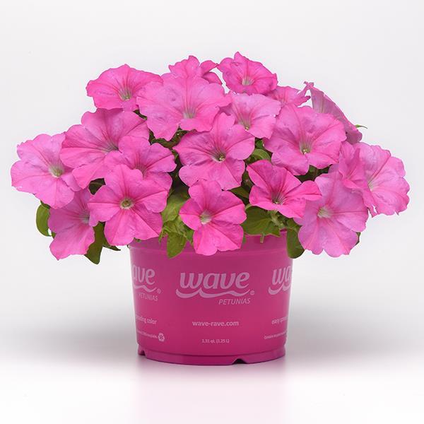 E3 Easy Wave® Pink Pot