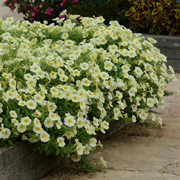 E3 Easy Wave® Yellow Landscape