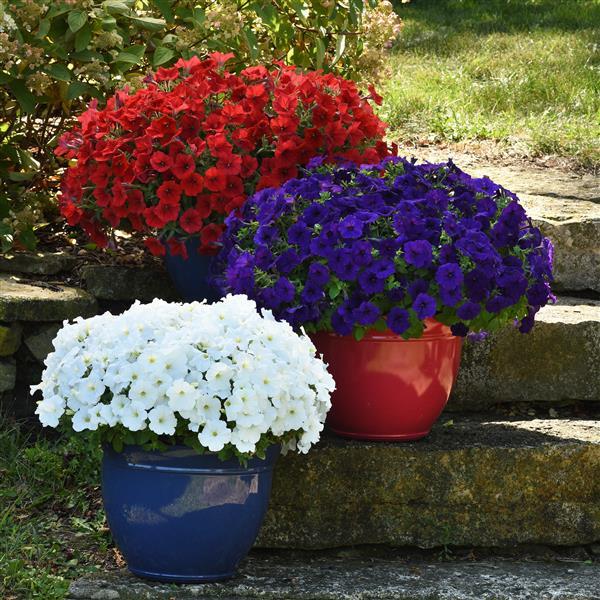 E3 Easy Wave® Red White and Blue Mixture Project