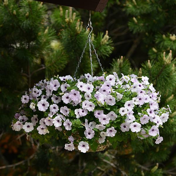 Easy Wave® Silver Container 1