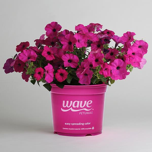 Tidal Wave® Purple Pot