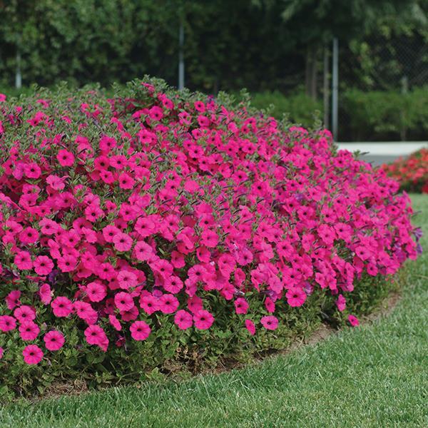 Tidal Wave® Purple Landscape