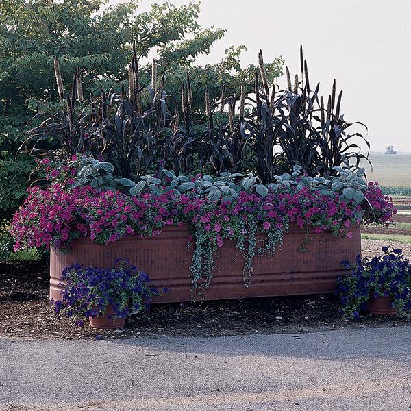 Tidal Wave® Purple Project