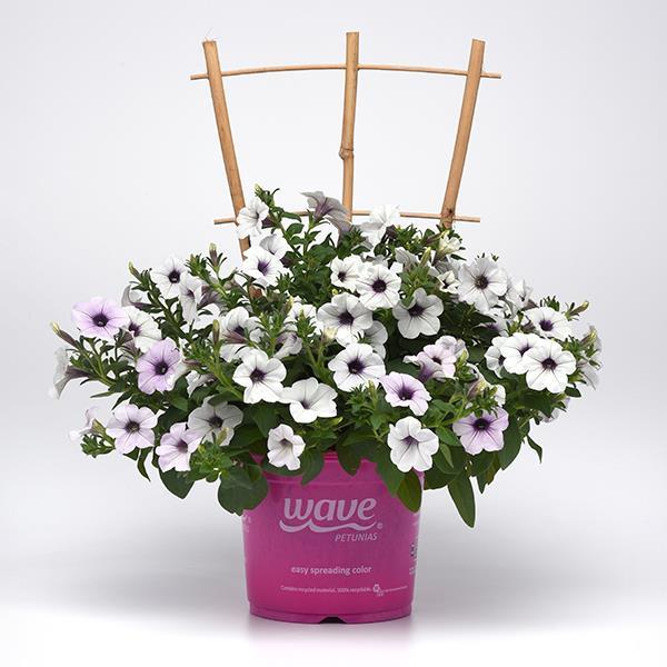 Tidal Wave® Silver Pot