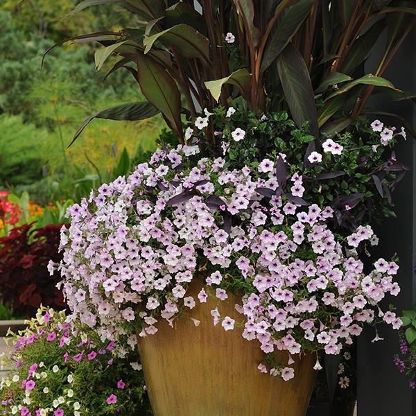 Tidal Wave® Silver Container 2