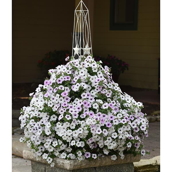 Tidal Wave® Silver Project