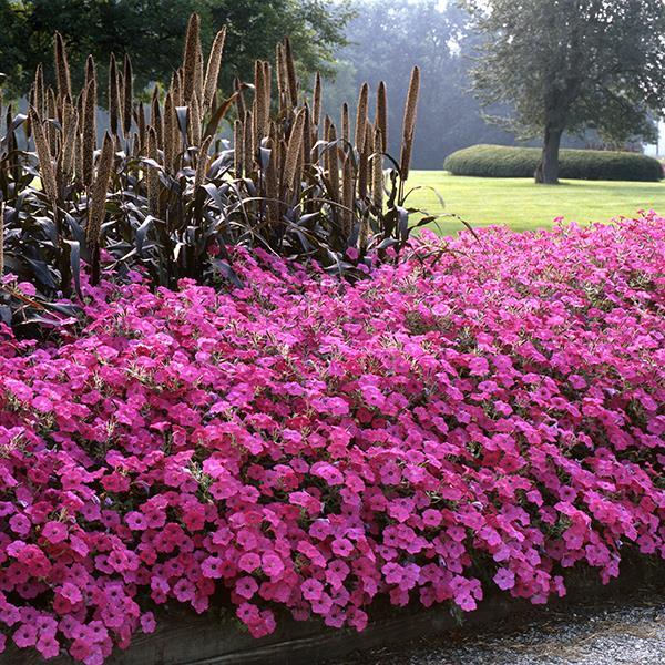 Tidal Wave® Hot Pink Landscape