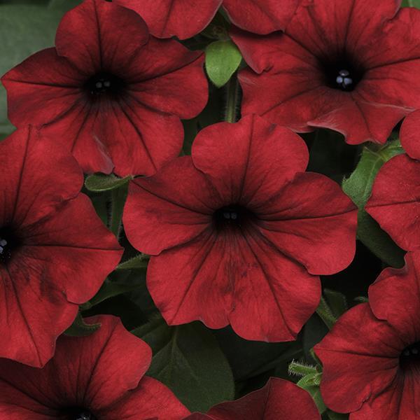 Tidal Wave Red Velour