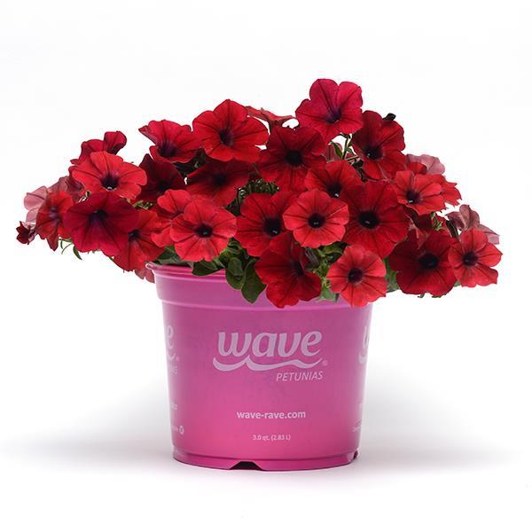 Tidal Wave® Red Velour Pot