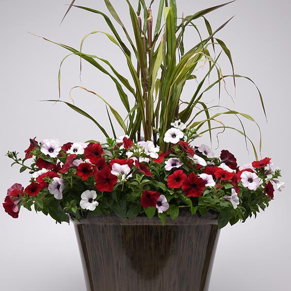 Tidal Wave® Red Velour Container 2