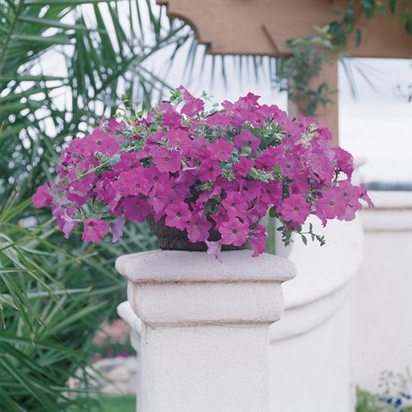 Wave® Lavender Container 1