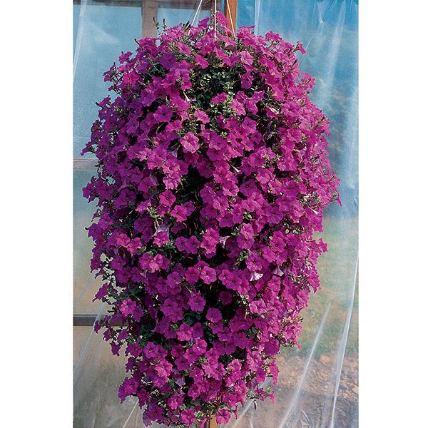 Wave® Lavender Container 2