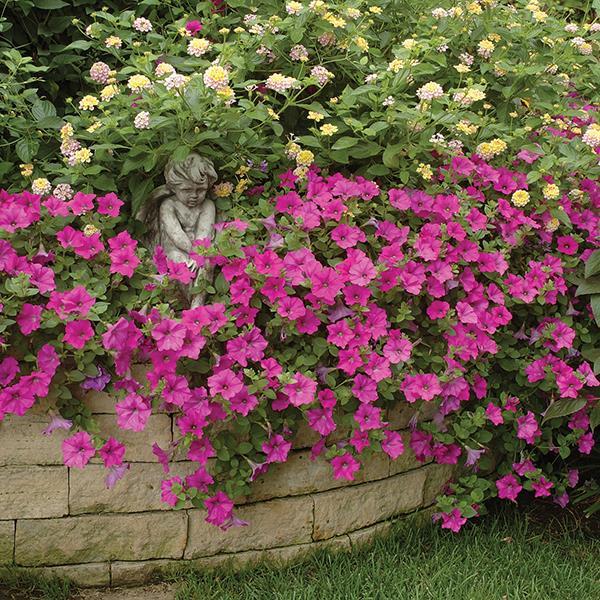 Wave® Lavender Project