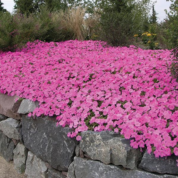 Wave® Pink Container 2